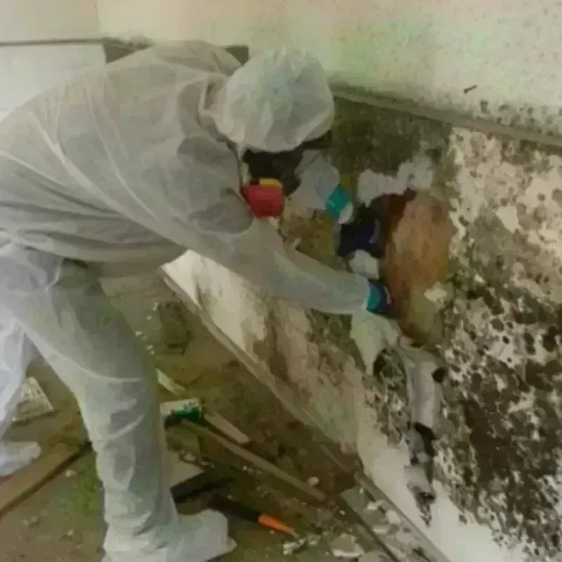 Mold Remediation and Removal in Ephraim, UT